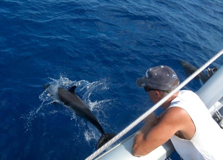Cat AMAZING GRACE -  Dolphins