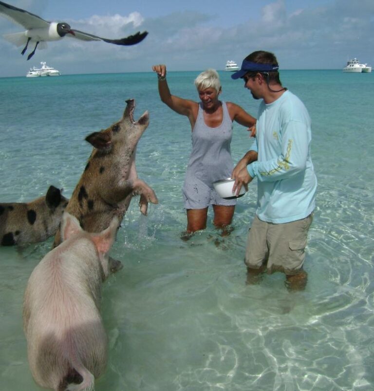Cat AMAZING GRACE -  Feeding the Piggies