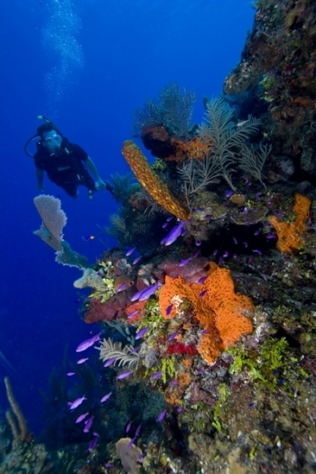 Catamaran DORIS - Diving in Belize