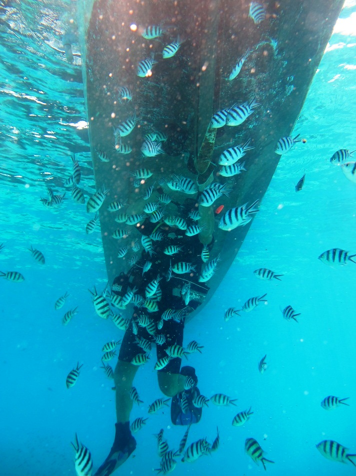 Catamaran NAUTINESS II  -  Snorkling