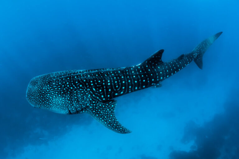 Diving Experience