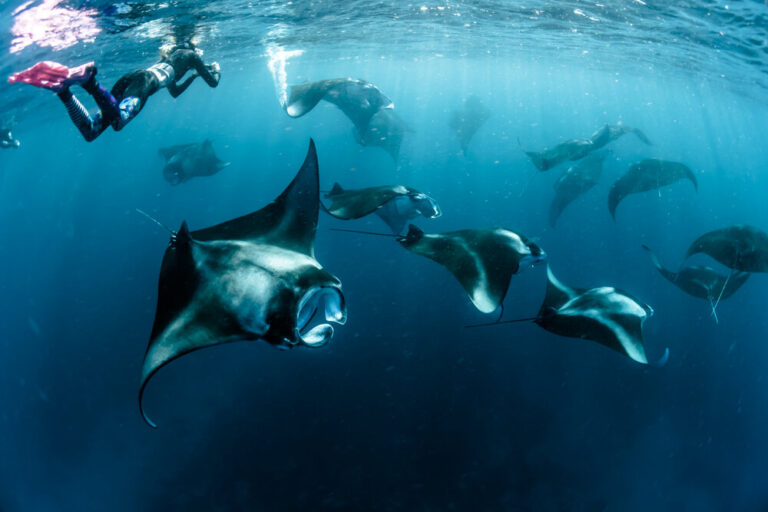 Diving Experience