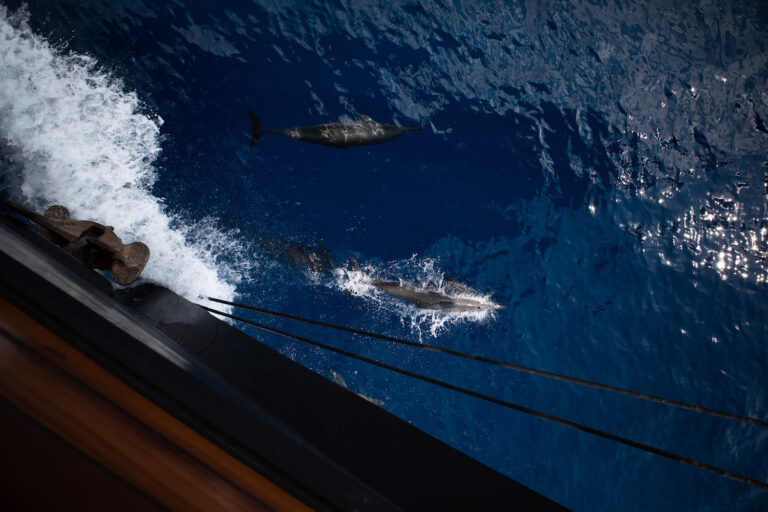 Dolphin Sighting