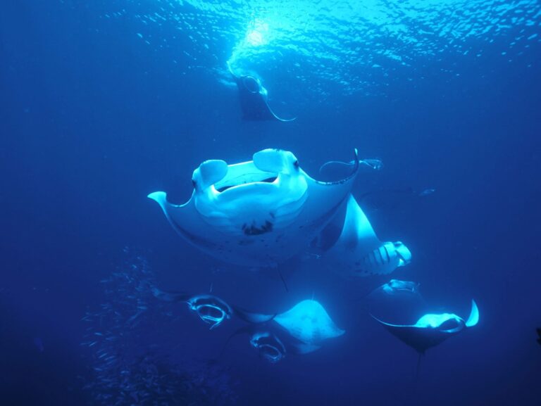 Diving