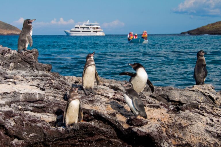 MY Galapagos Grand Odyssey Pinguins