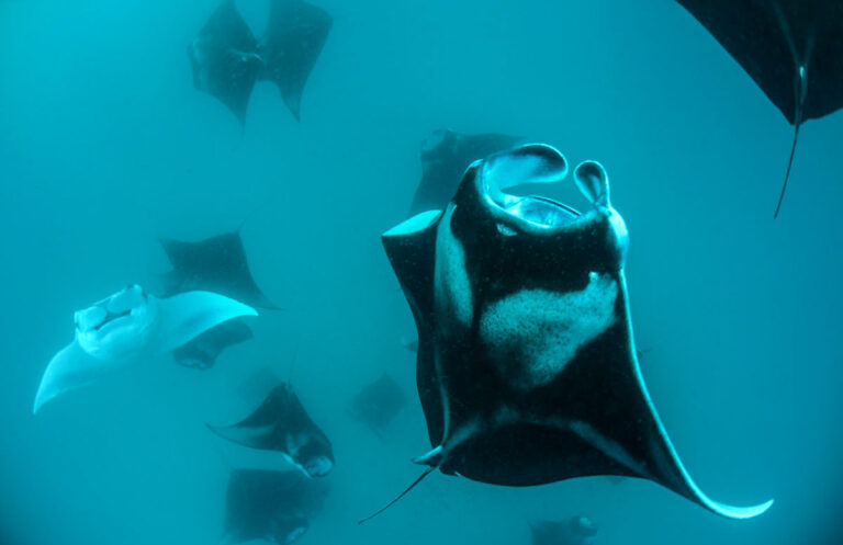 Manta Rays