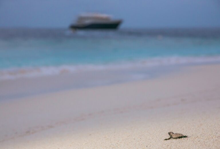 Marine Turtle