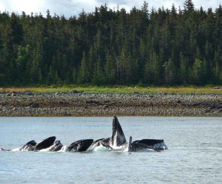 Motor yacht VIAGGIO -  Whales Feeding