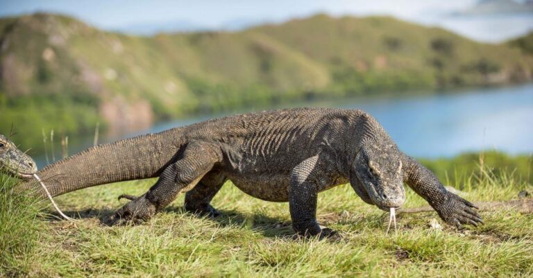 Nyaman - Komodo Dragon