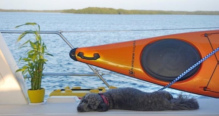 PARADIGM SHIFT - Pet dog Tabasco