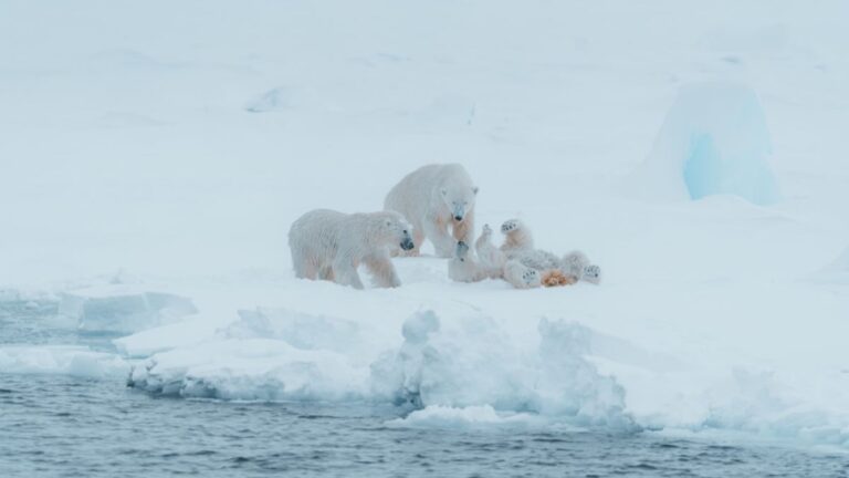 Polar Bear