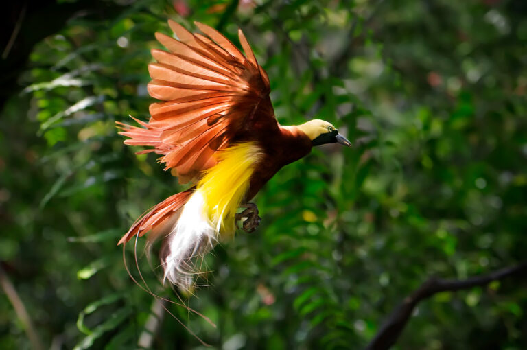 Red Bird Of Paradise Raja Ampat