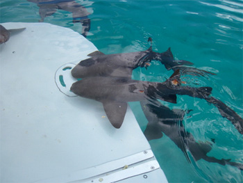 SIOUX EMPRESS -  Submersible Swim Platform