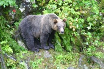 SUMDUM -  Black Bear
