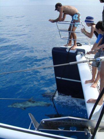 Sabore - Cruising with Dolphins