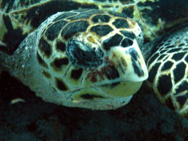 Sabore - Turtle