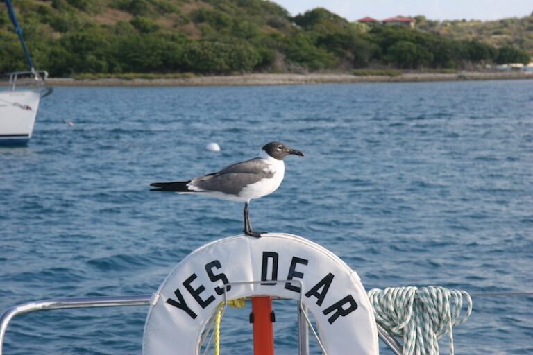 Sailing Catamaran - Yes Dear - Wildlife