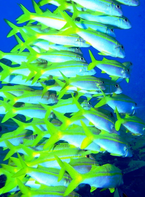 Seychelles Marine