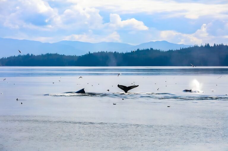 Shana Super Yacht Whales 4