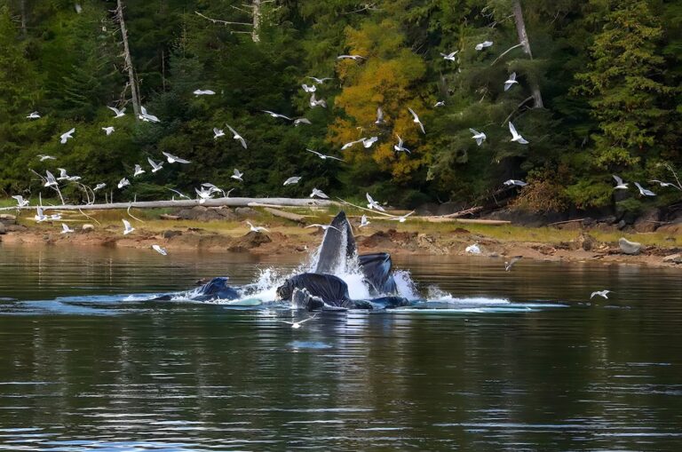 Shana Super Yacht Whales