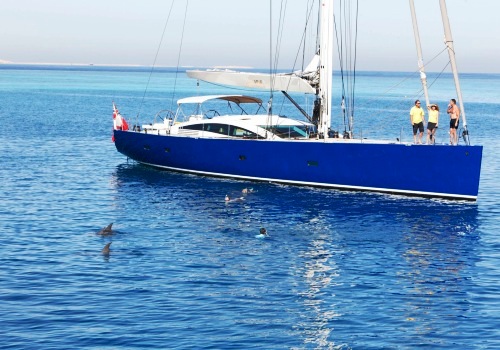 Spiip - Swimming with Dolphins