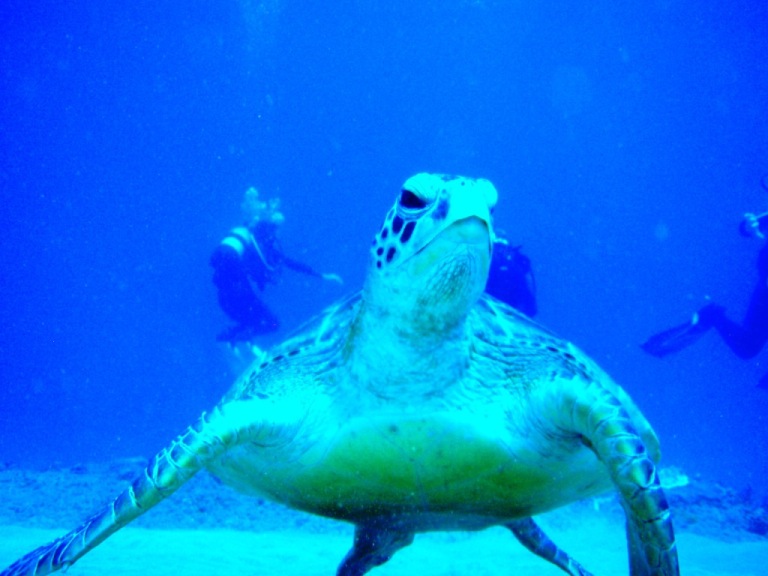Suzy Q Turtle