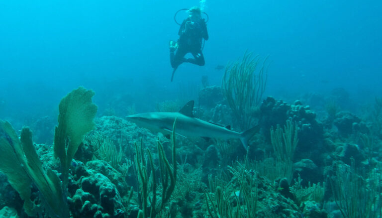 Under Water