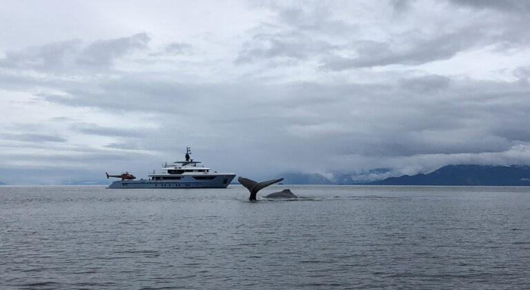 Whale Watching