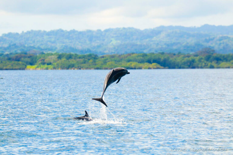 Wildlife Costa Rica Spinner Dolphins
