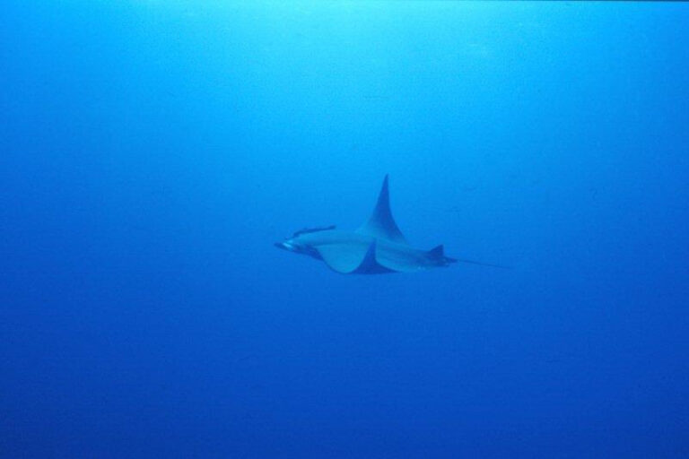 Manta ray