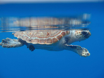Turtle swimming on the surface