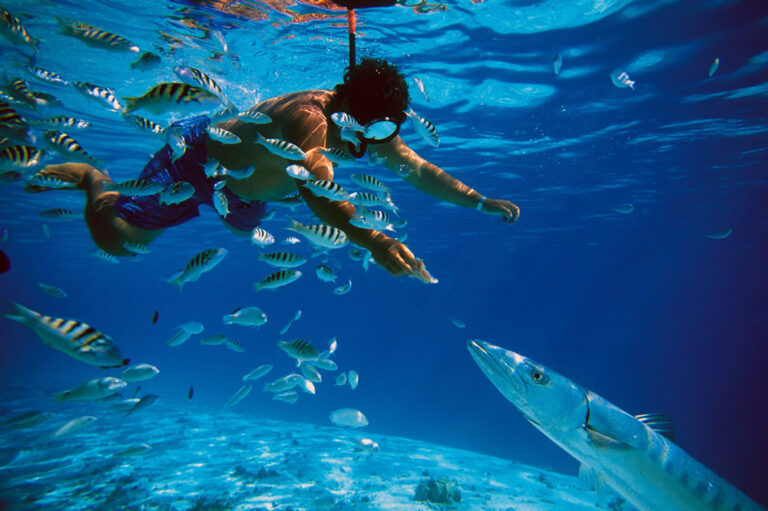 Yacht Amandine - Jeanneau 64 Snorkeling Baracuda