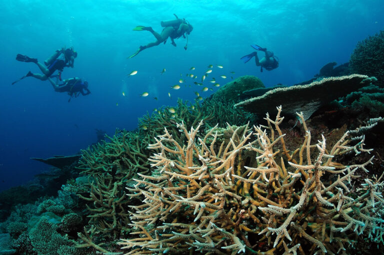 Yacht OCEAN DIVINE -  Scuba Diving