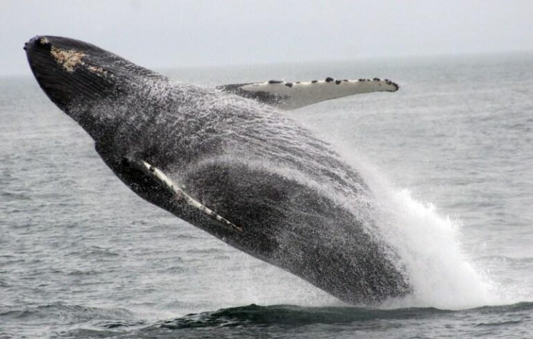 Yacht REFLECTIONS -  Breaching Whale
