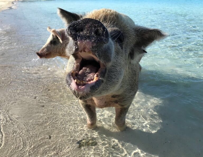 Bahams Pigs
