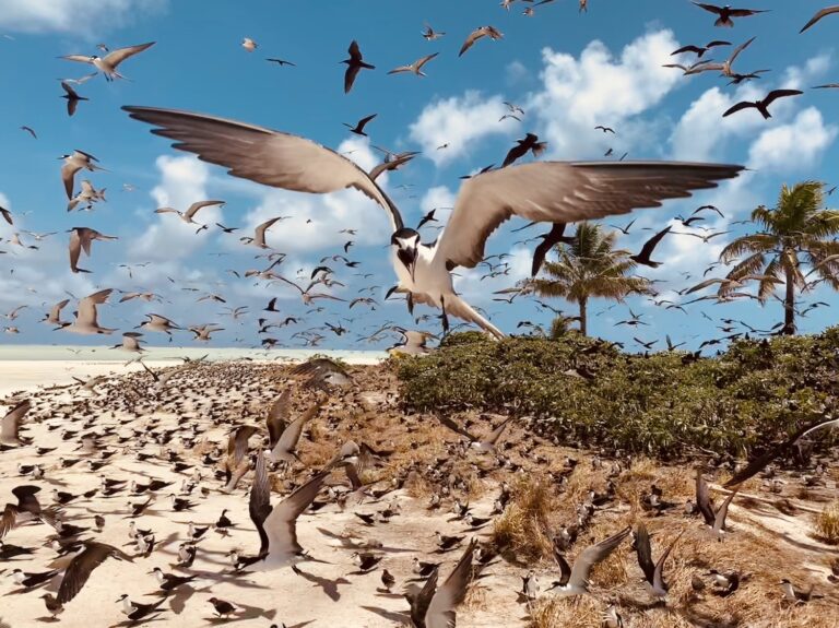 Birds In Palau