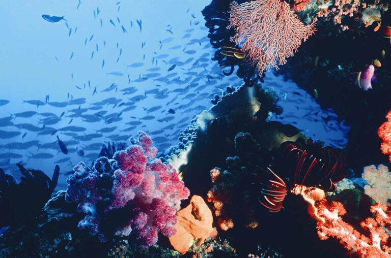 coral-garden