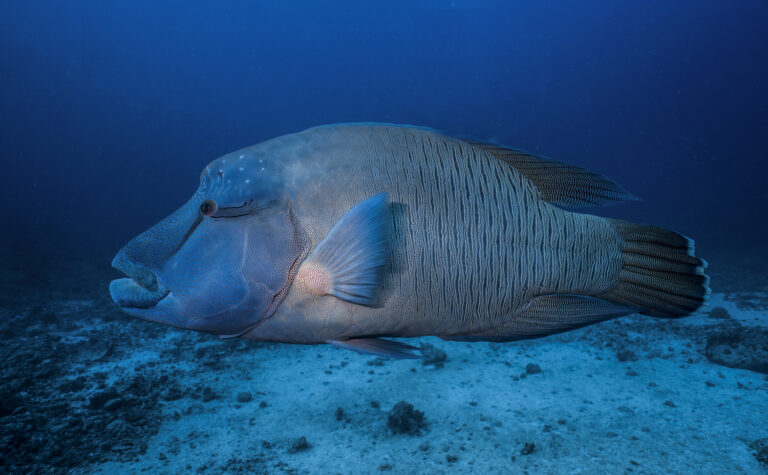 Creatures Of The Sea