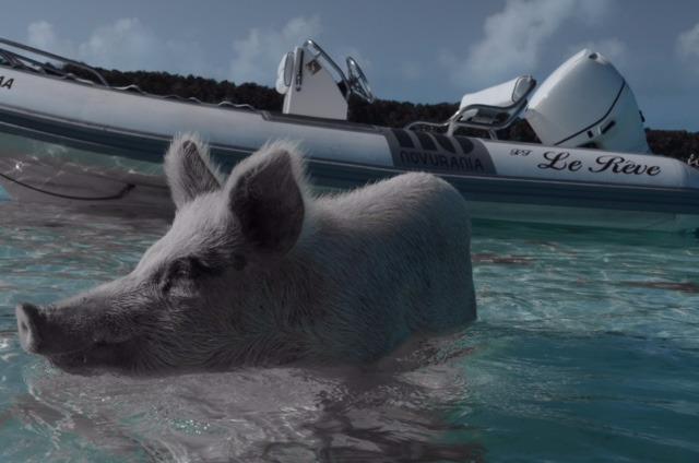 Pig