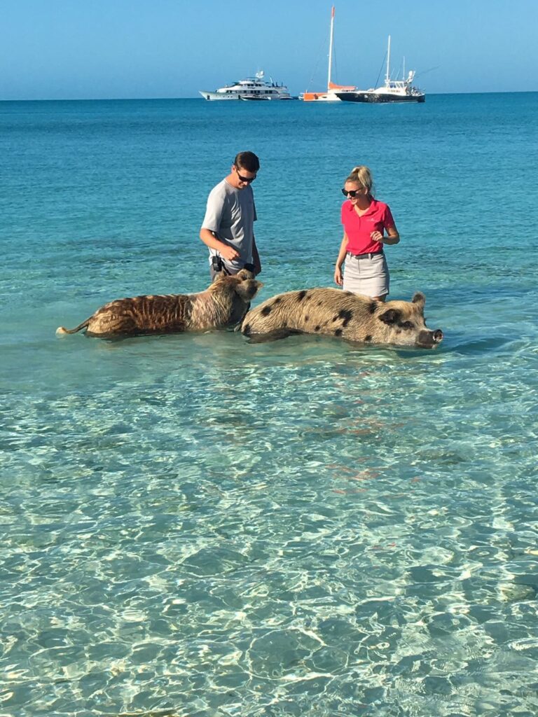 Pigs Bahamas