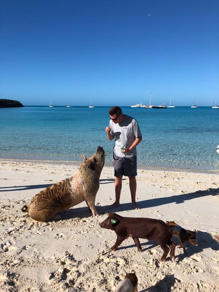 Pigs