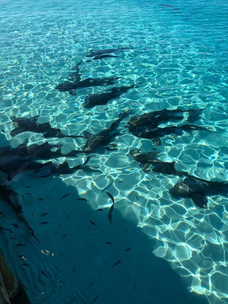 Sharks