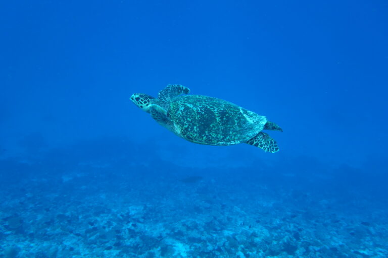 Turtle
