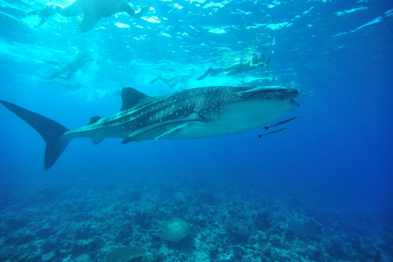 Underwater Life