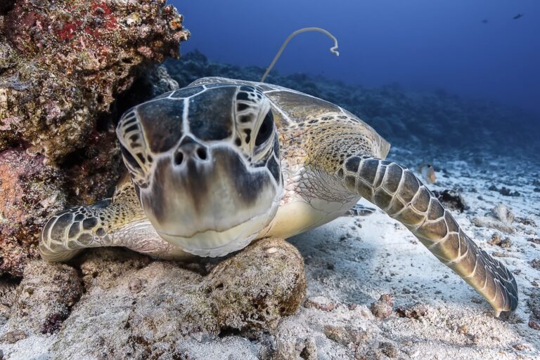 Wildlife In Palau