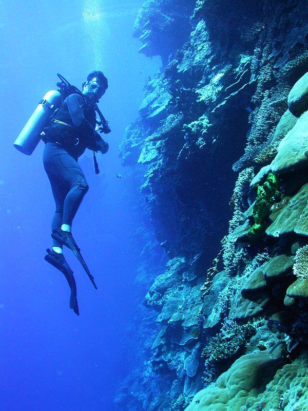 A diver explores the vertical distribution of corals on a Pacific wall - Image courtesy of  Deb Gochfeld