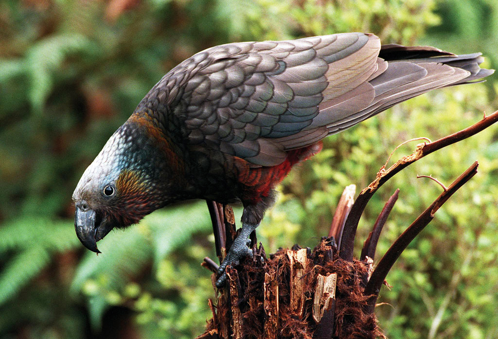 Kaka Parrot - Photo by Venture Southland - Credit to Tourism New Zealand