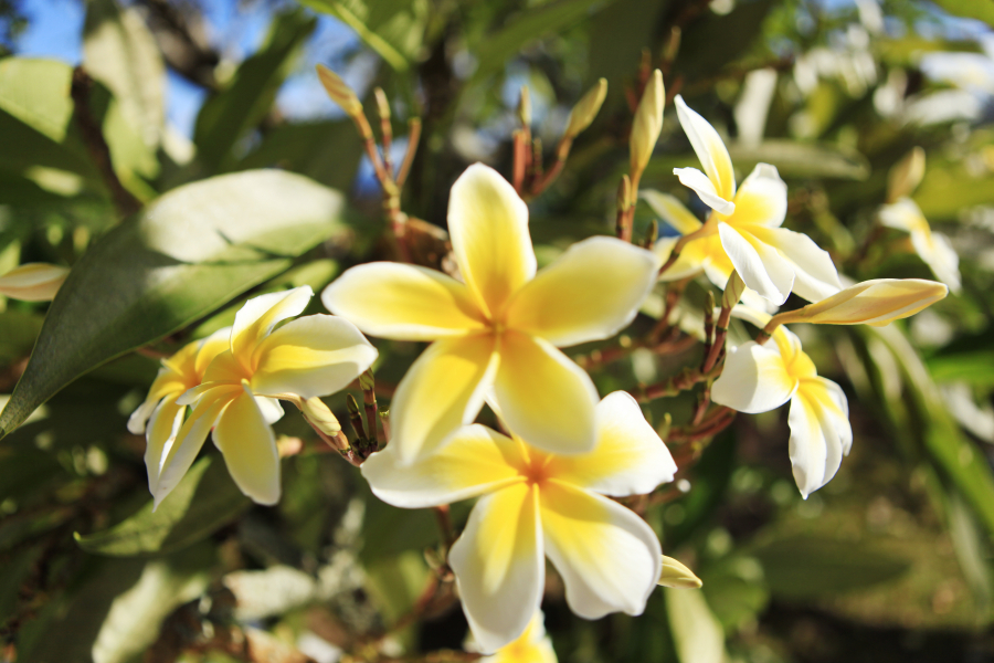Photo by G. LE BACON - Courtesy of Tahiti Tourisme 