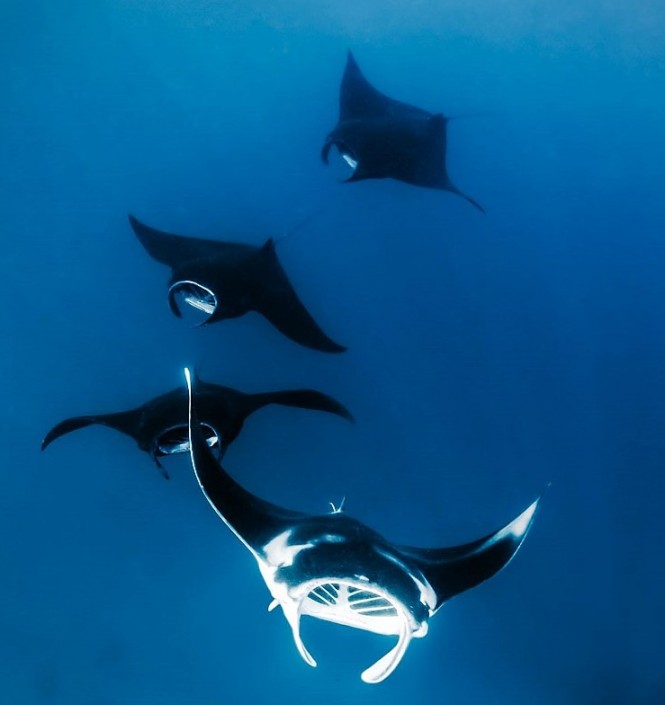 Rays at Raja Ampat