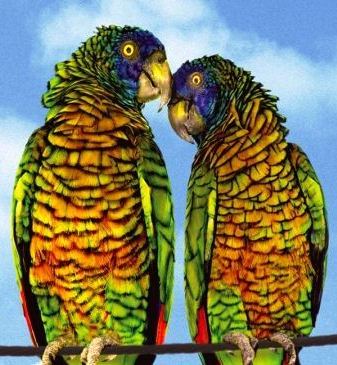 St Lucia Parrot